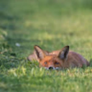 Meet your Posher, Teagan